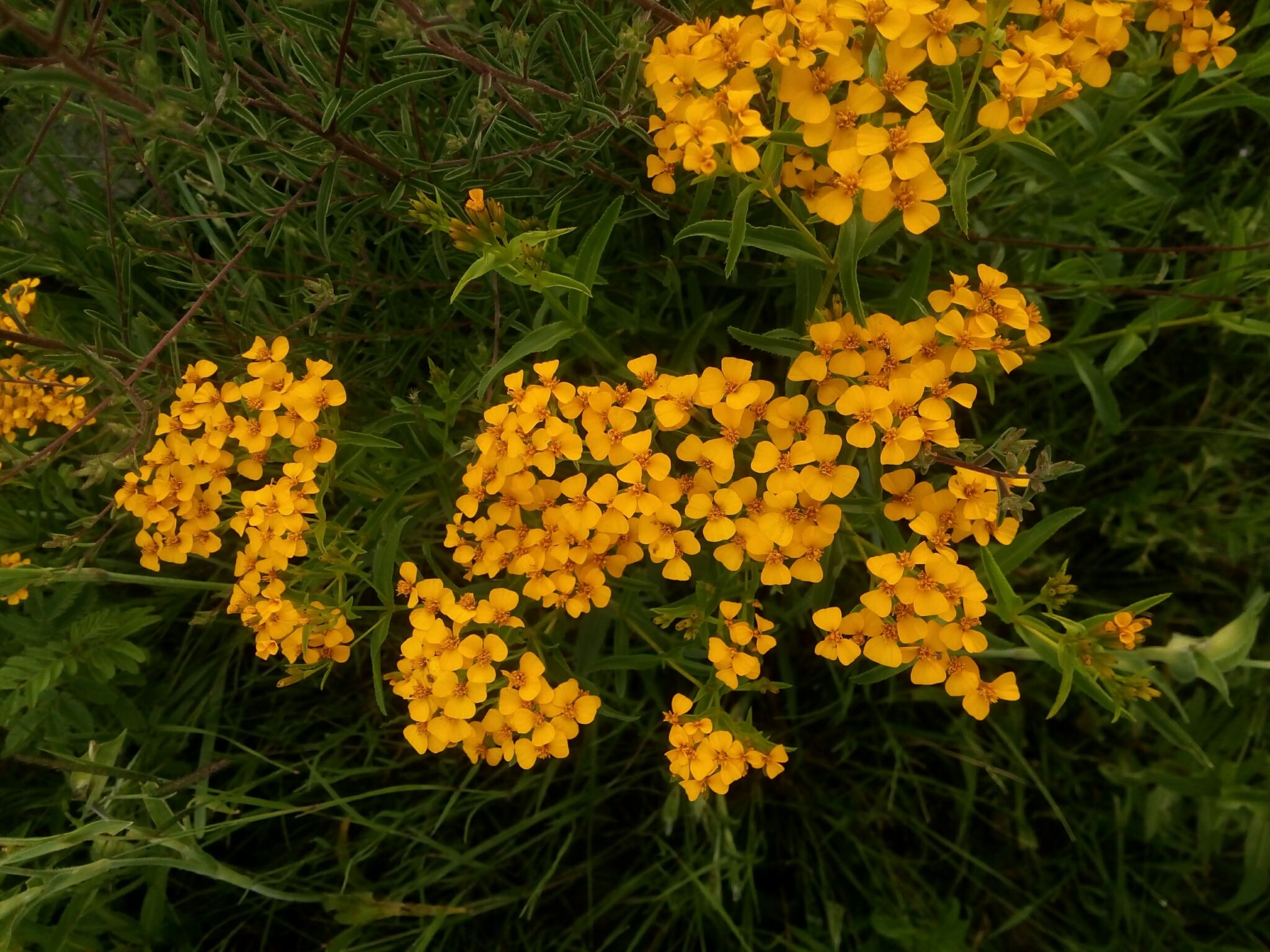 Tagetes lucida